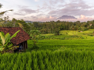 Groene rijstvelden op Bali met een hut en palmbomen, met een vulkaan op de achtergrond.