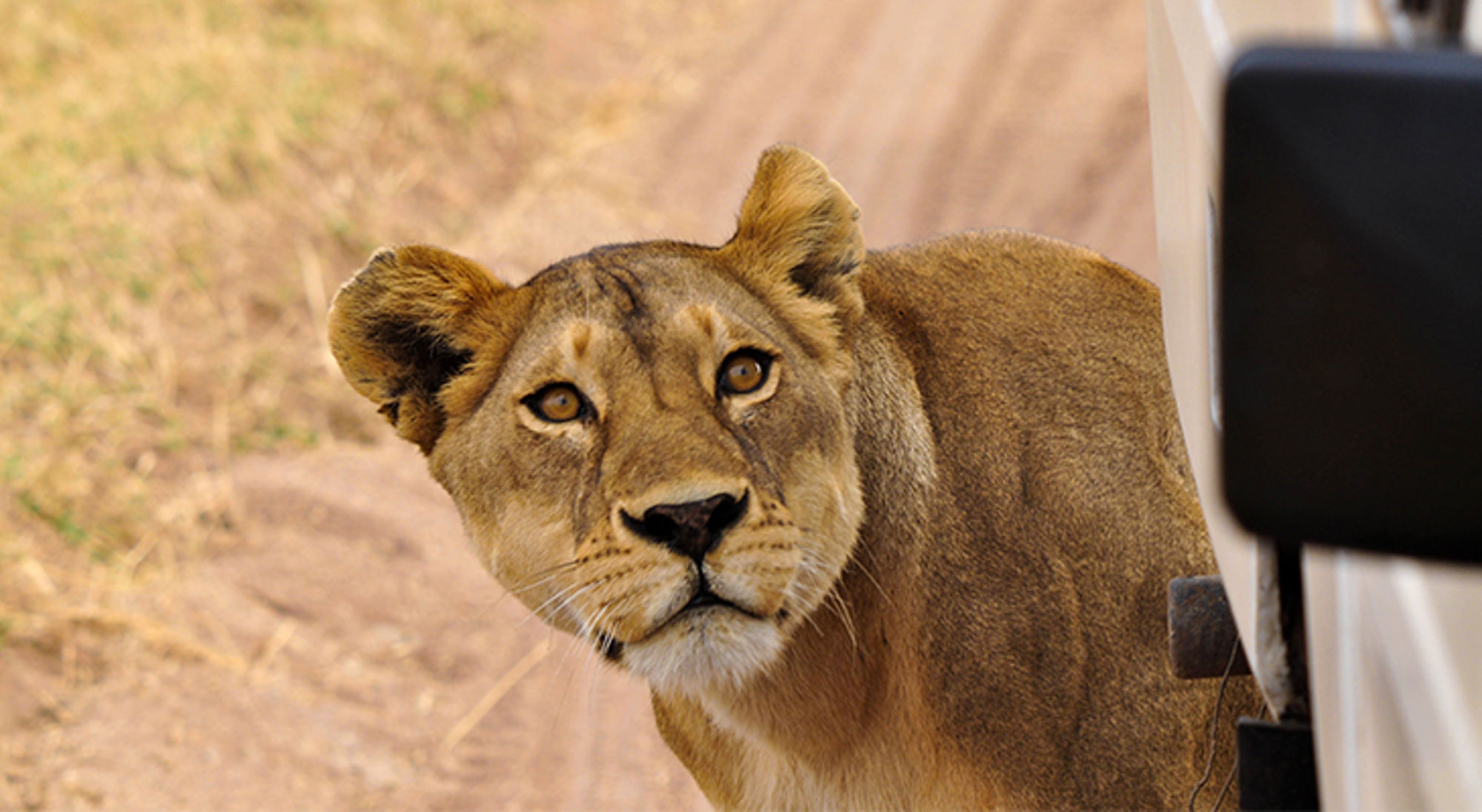 leeuw in afrika Leeuwin naast safariwagen op een zandpad, kijkt recht in de camera.