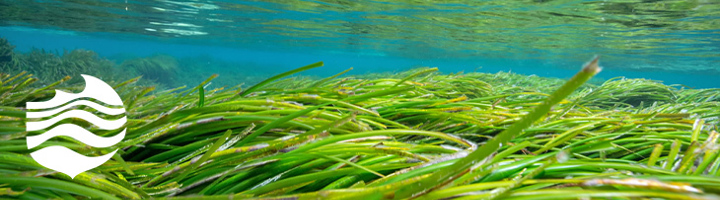 Onderwaterbeeld van zeegrasvelden, symbool voor natuurherstel door Blue Marine Foundation.