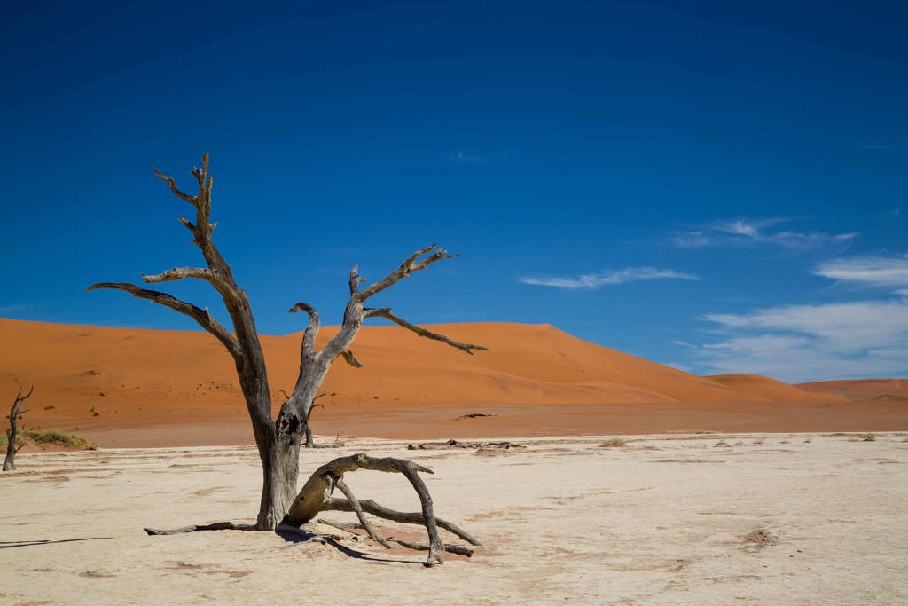 Dode acaciaboom in Deadvlei met rode zandduinen in Namibië tijdens groepsrondreis Zuidelijk Afrika.
