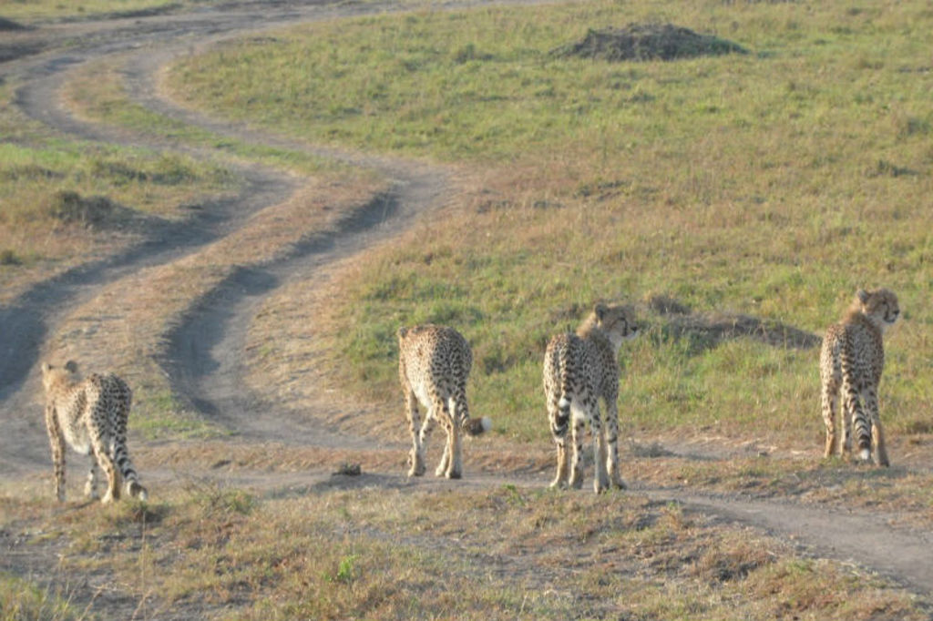 Vier cheeta’s lopen over een zandpad in de savanne tijdens een safari in Kenia en Tanzania.