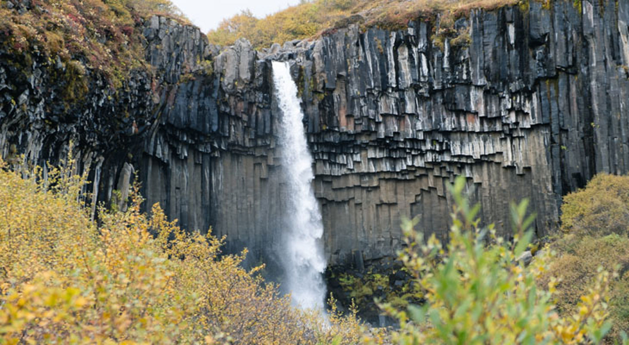 Svartifoss IJsland Svartifoss-waterval in IJsland, omringd door donkere basaltkolommen en herfstkleurige begroeiing.