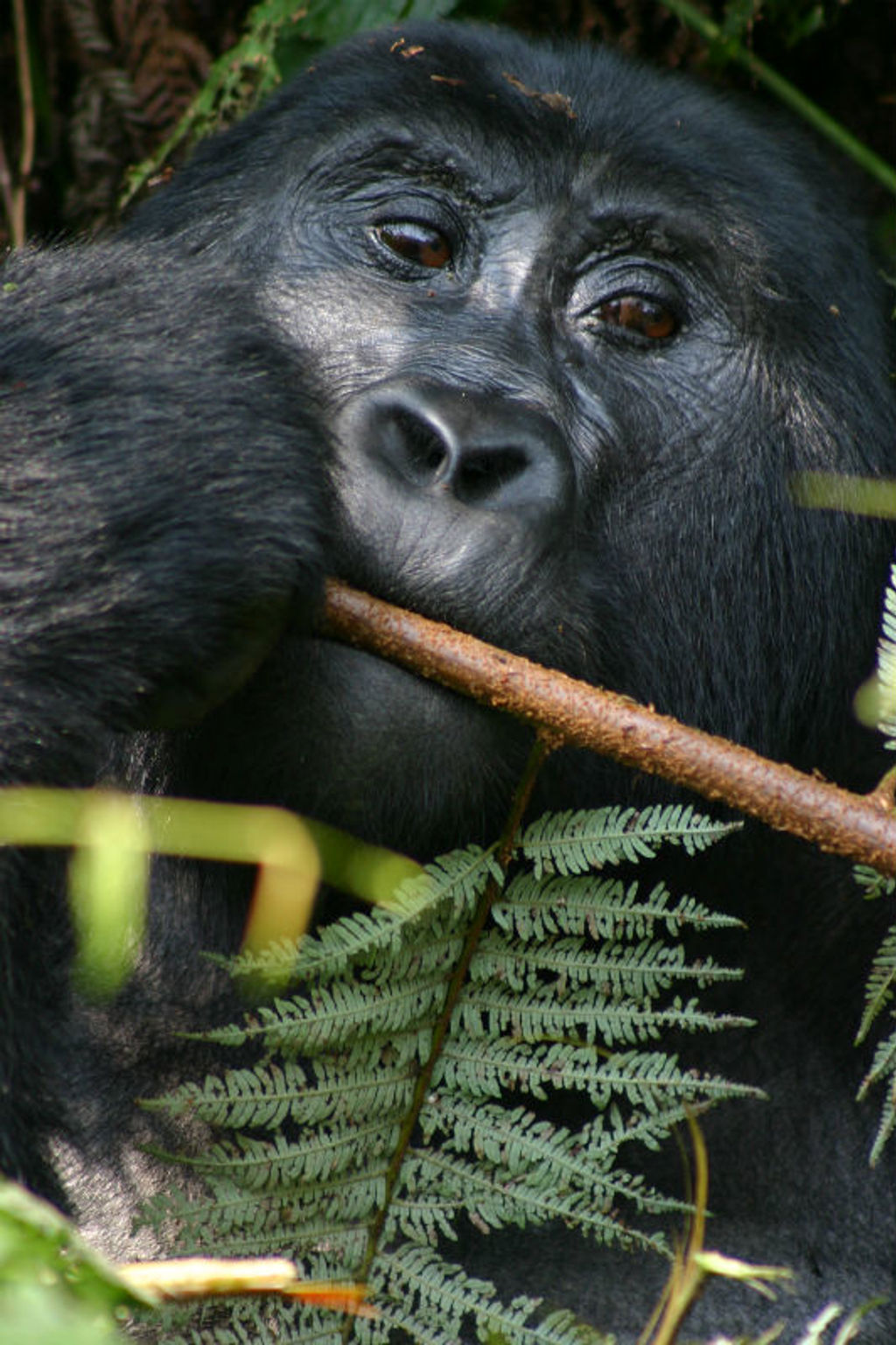 Close-up van een berggorilla in het regenwoud van Uganda tijdens een groepsrondreis Uganda en Rwanda.