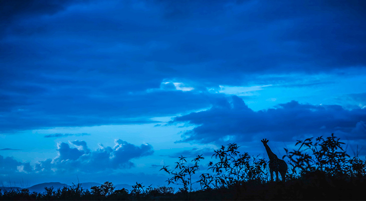 Giraffe