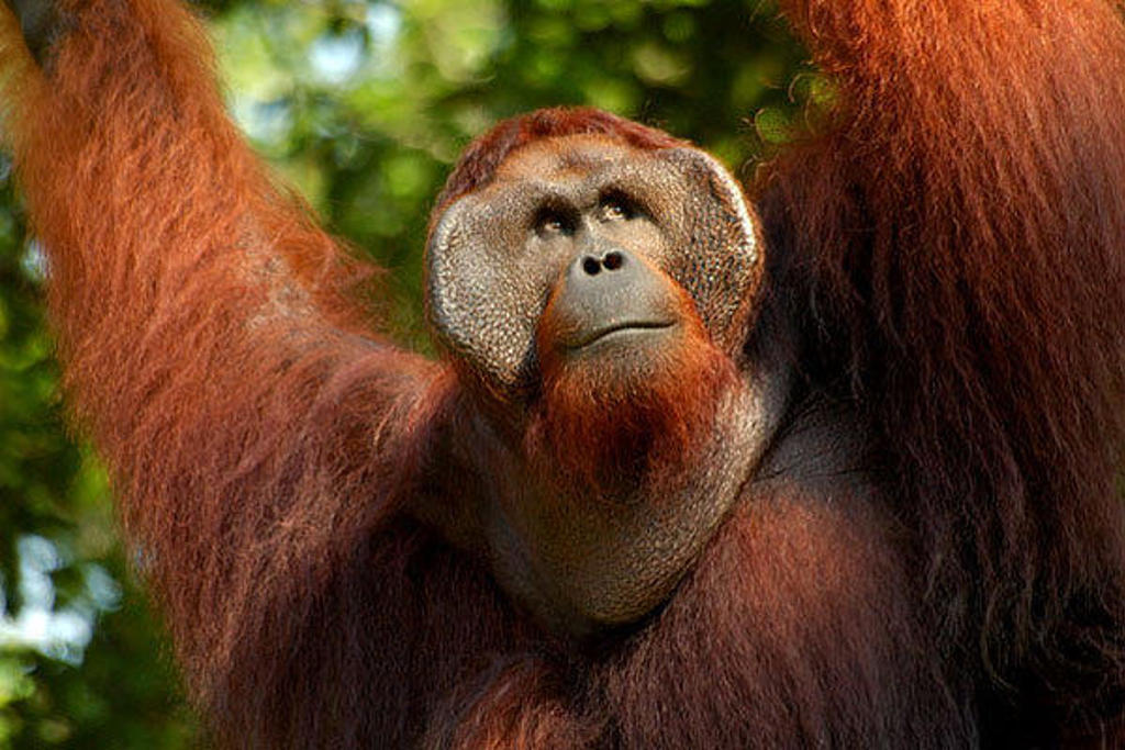 Orang-oetan in het regenwoud van Kalimantan, Indonesië.