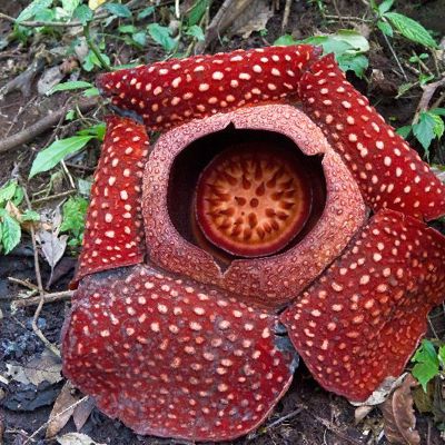 Rafflesia-bloem in het regenwoud van Sumatra tijdens groepsrondreis Sumatra, Java en Bali.