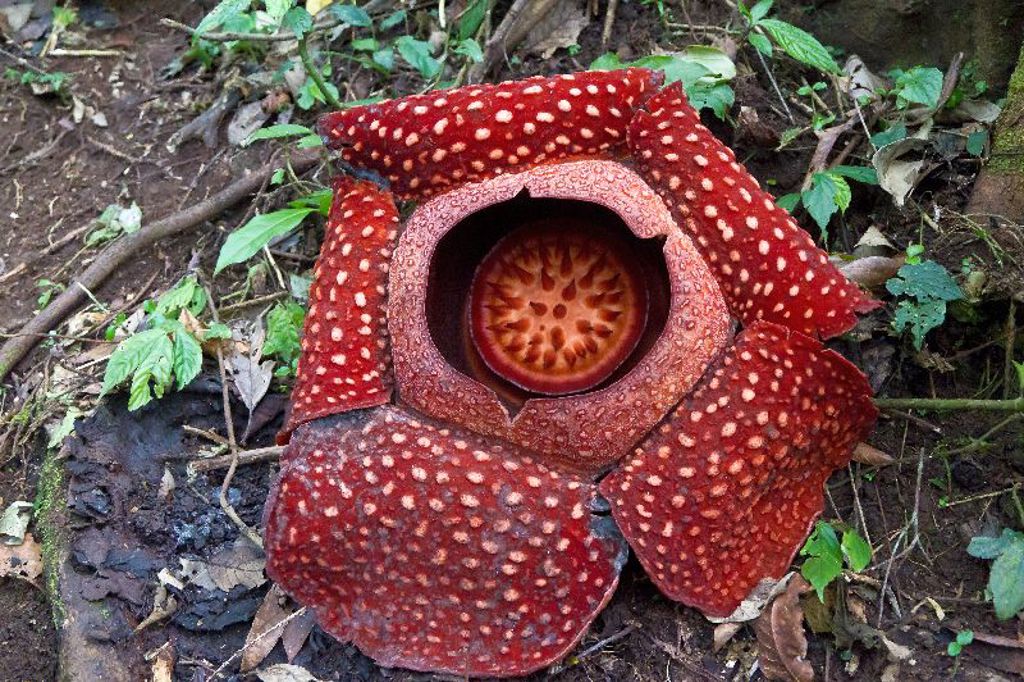 Rafflesia-bloem in het regenwoud van Sumatra tijdens groepsrondreis Sumatra, Java en Bali.