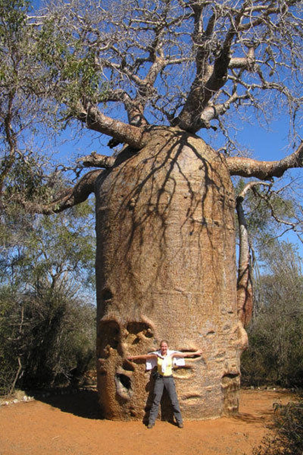 Reiziger bij een enorme baobabboom in Madagascar tijdens een familiereis.