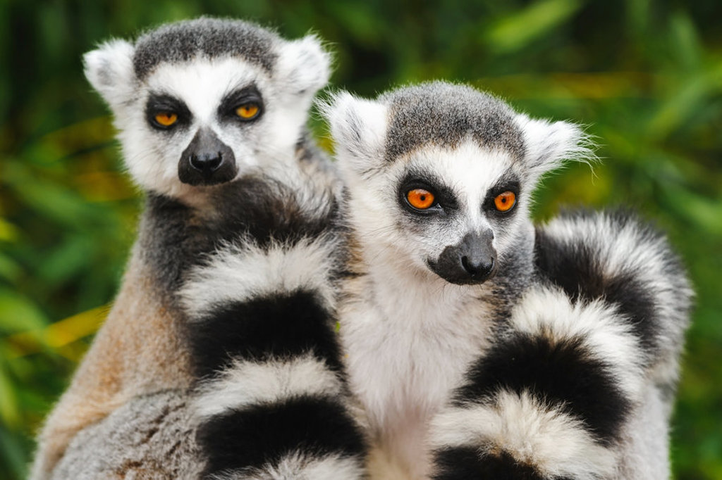 Ringstaartmaki’s in het groen op Madagascar tijdens een familiereis.