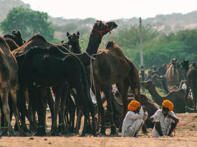 Kamelenmarkt in Noord-India met herders in tulbanden tussen een kudde kamelen.