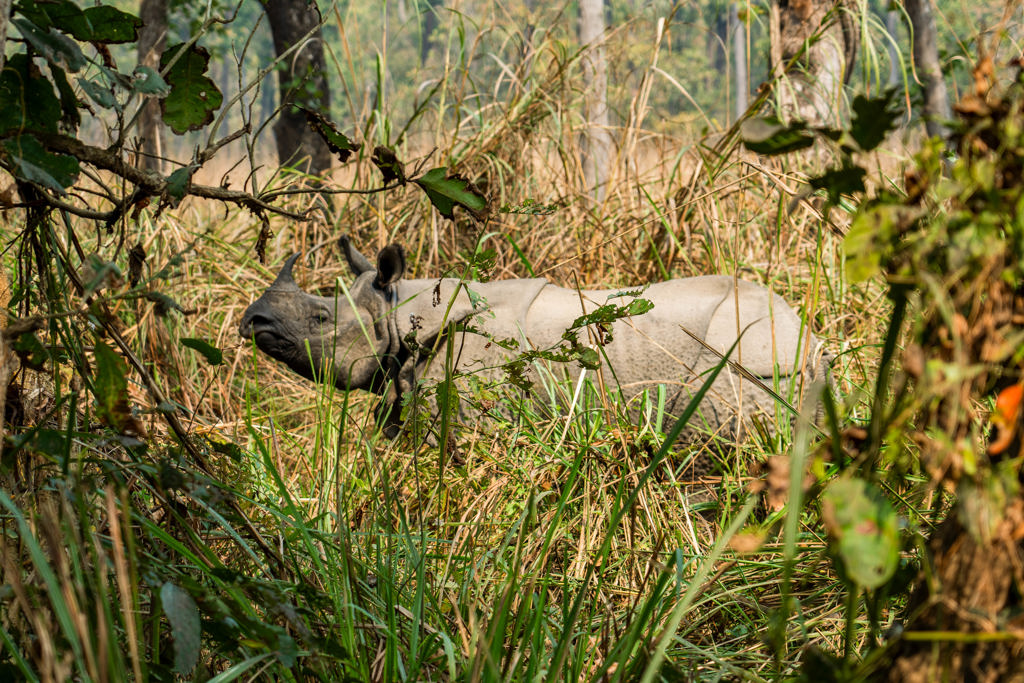 Neushoorn tussen hoog gras in Chitwan National Park tijdens 22-35ers reis Nepal.