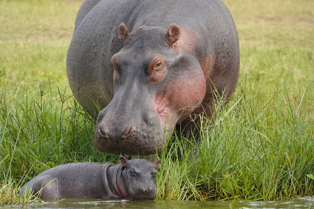 Nijlpaard met jong in het water tijdens een safari in Kenia en Tanzania.