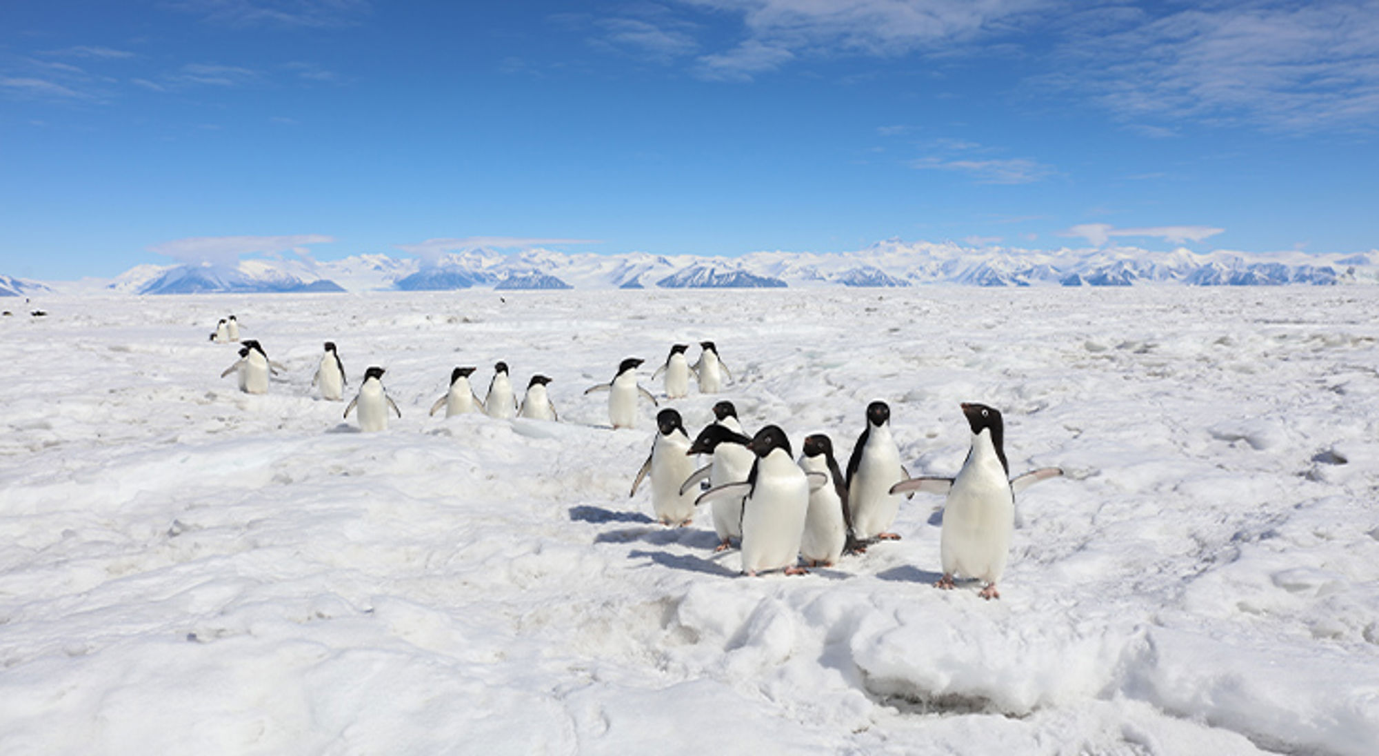 Antarctica Adéliepinguïns op het pakijs in Antarctica, met besneeuwde bergen op de achtergrond.