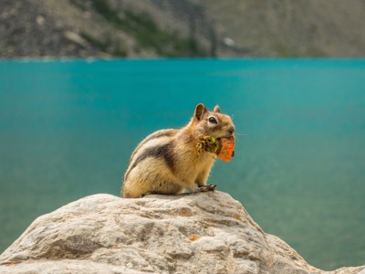 Grondeekhoorn op een rots met voedsel in de bek, aan een bergmeer in Canada.