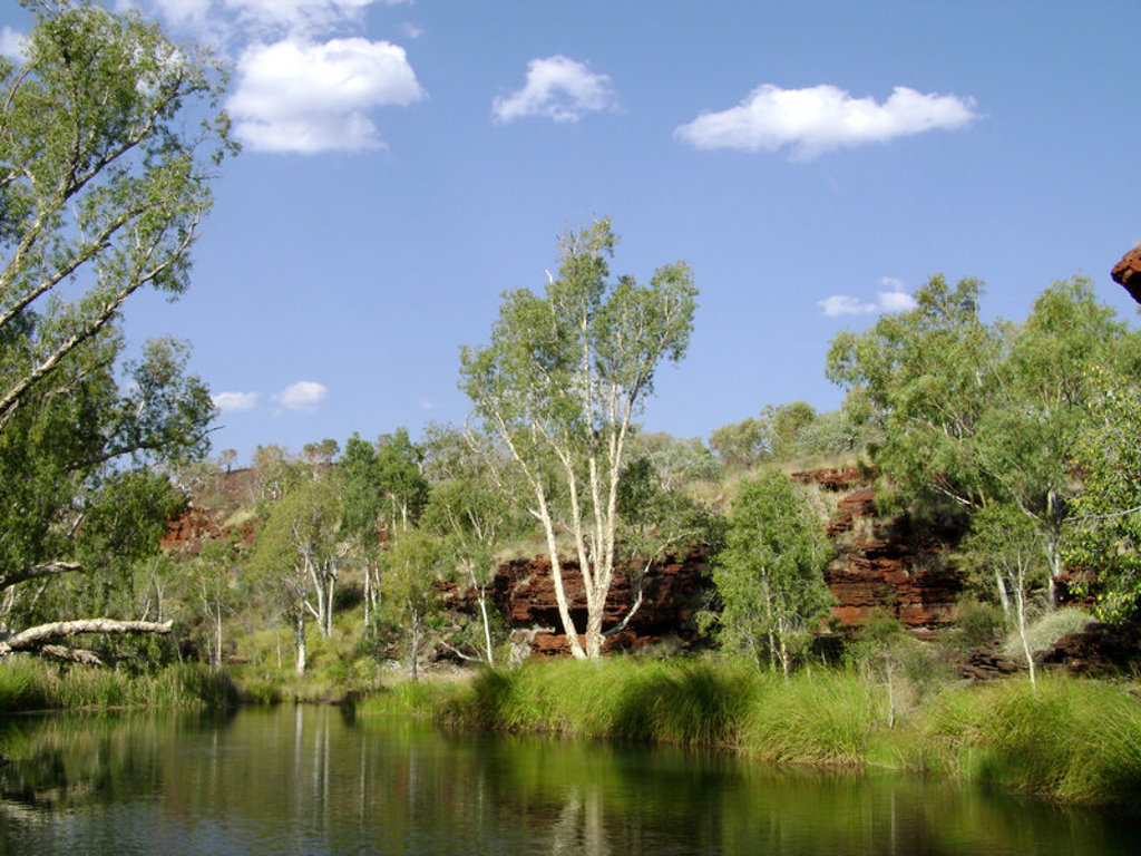 Groene oase met waterpoel en eucalyptusbomen in West-Australië tijdens een groepsrondreis.