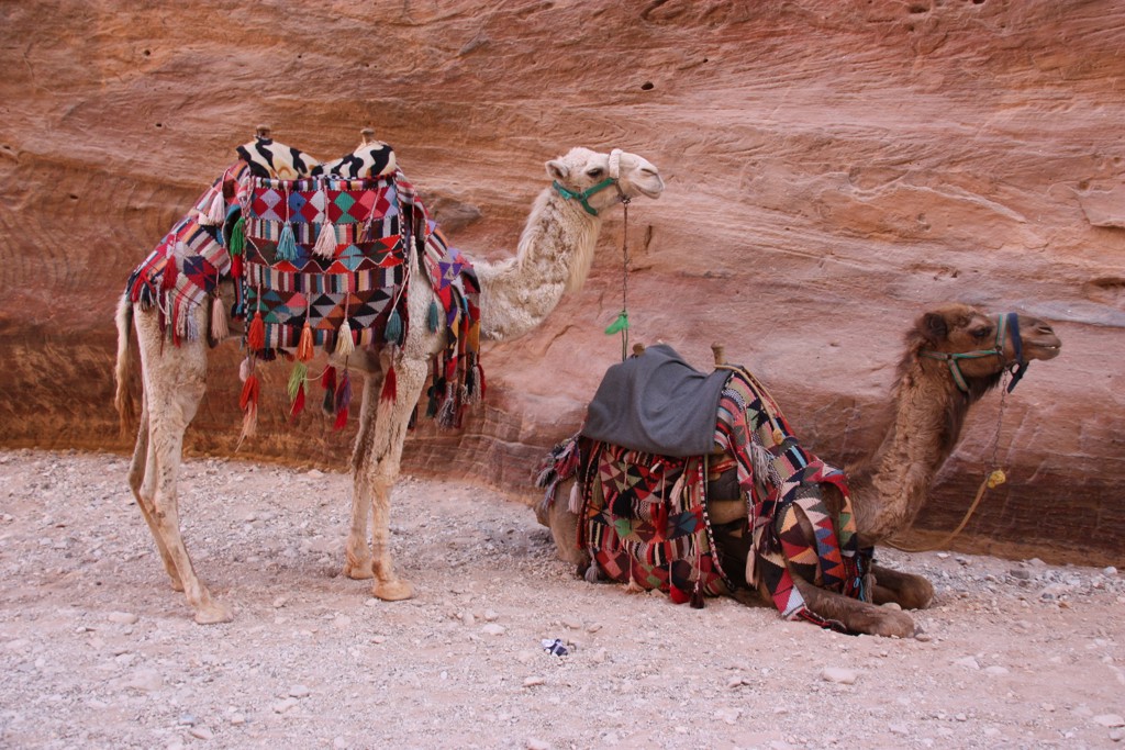Twee kamelen met kleurrijke dekens in de rotsstad Petra, Jordanië.