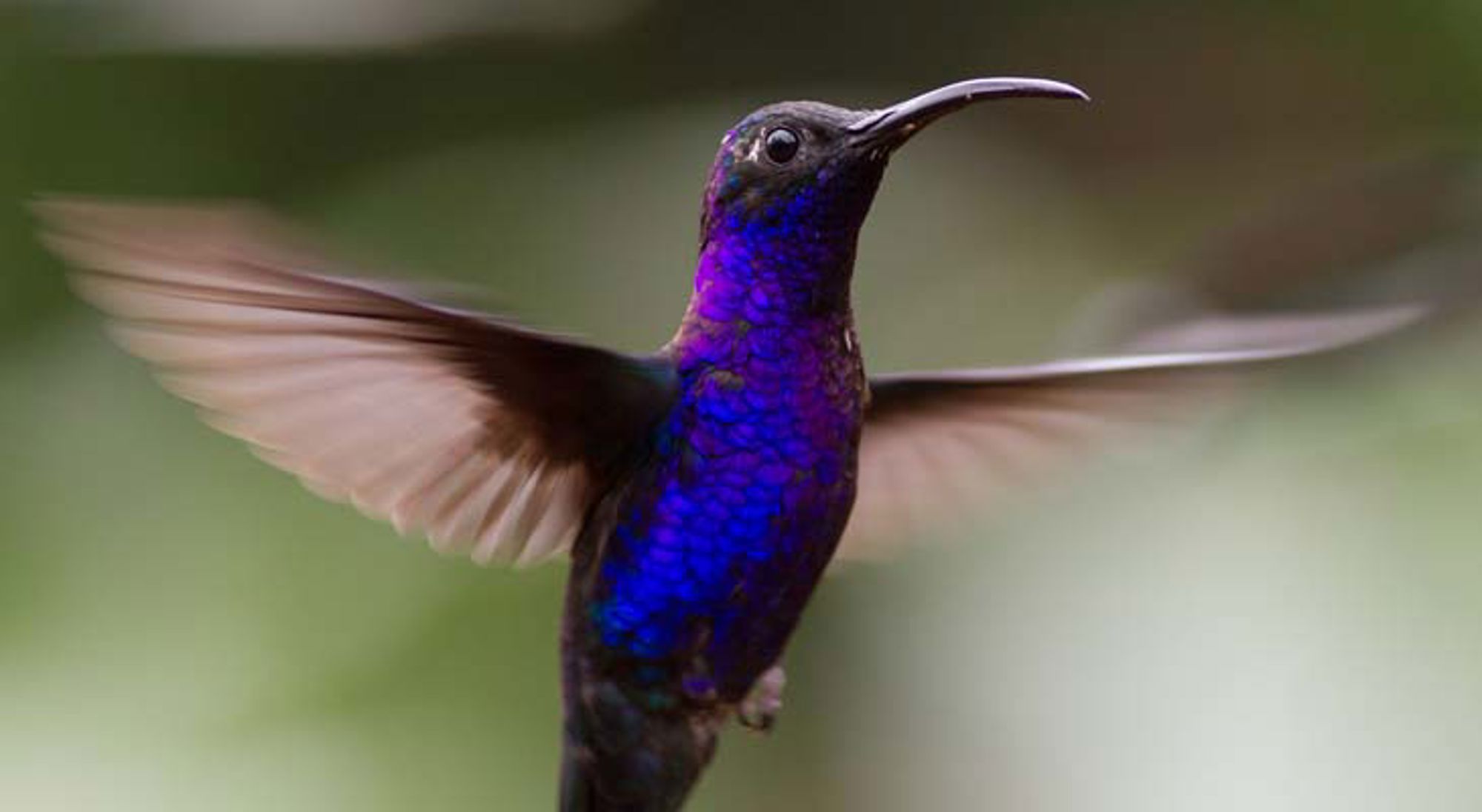 Kolibrie San Gerardo de Dota Groene leguaan in close-up op een tak in Costa Rica.