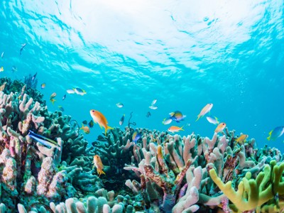 Kleurrijke tropische vissen boven een koraalrif in het Great Barrier Reef, Australië.