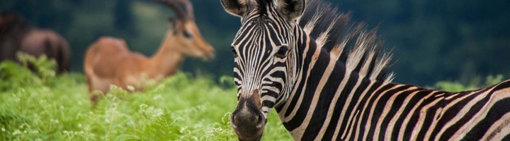 Zebra in het groen tijdens safari in eSwatini (Swaziland).