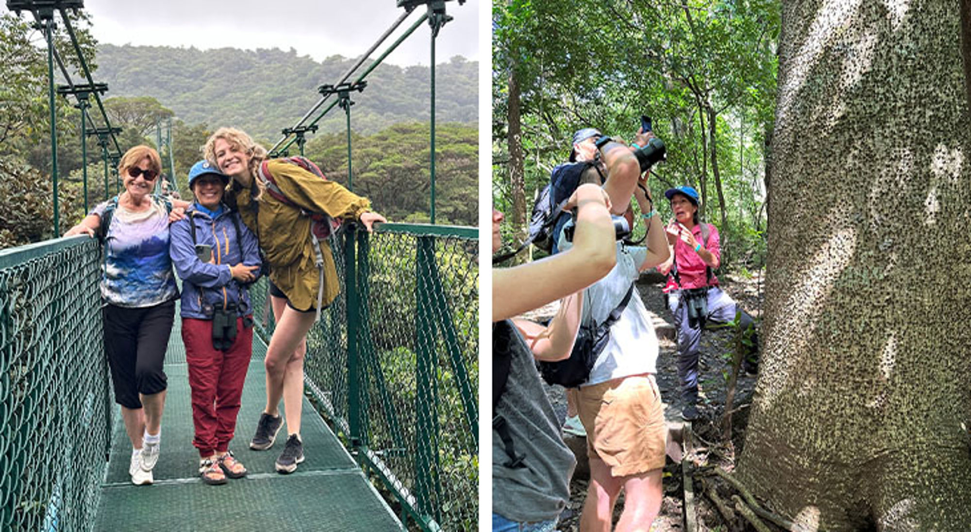 Lokale reisbegeleider Costa Rica Reizigers op hangbrug en tijdens een junglewandeling met gids, met camera gericht op een grote boom.