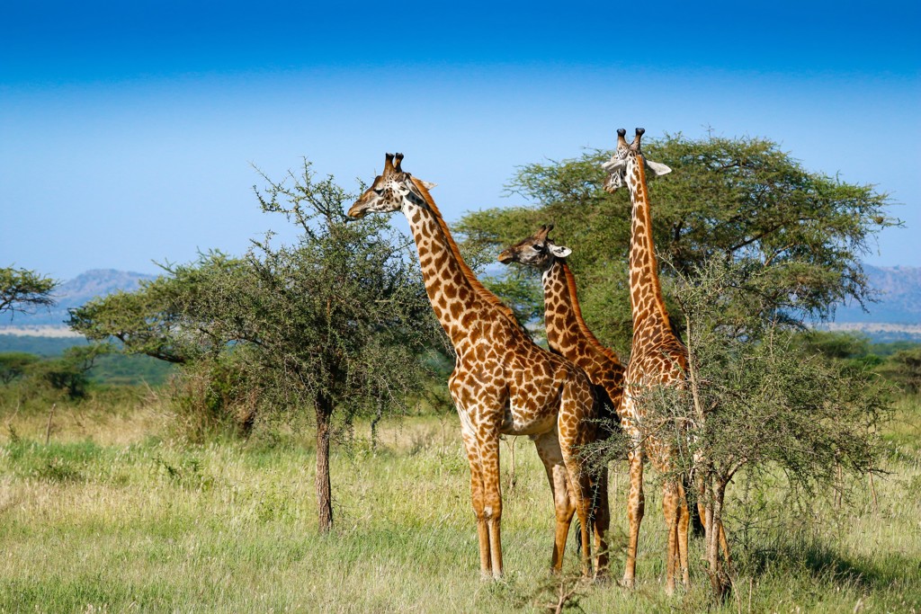 Drie giraffen op de savanne in Kenia tijdens een 22-35ers groepsrondreis Kenia & Tanzania.
