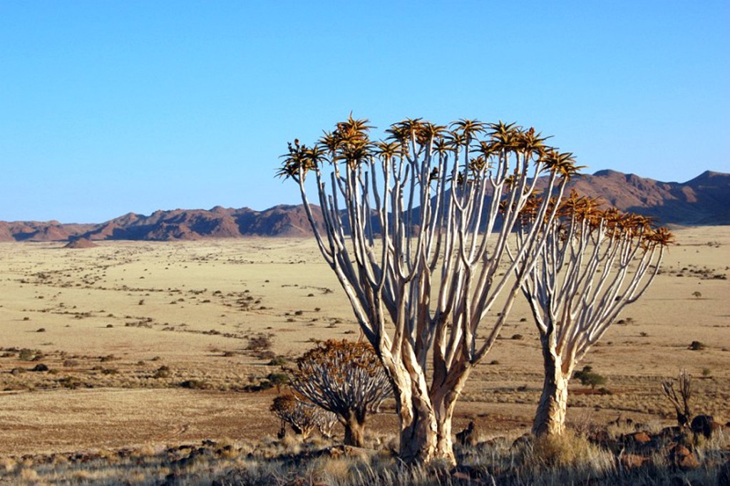 Kokerbomen in de Namibische woestijn met bergen op de achtergrond tijdens een groepsrondreis Zuidelijk Afrika.