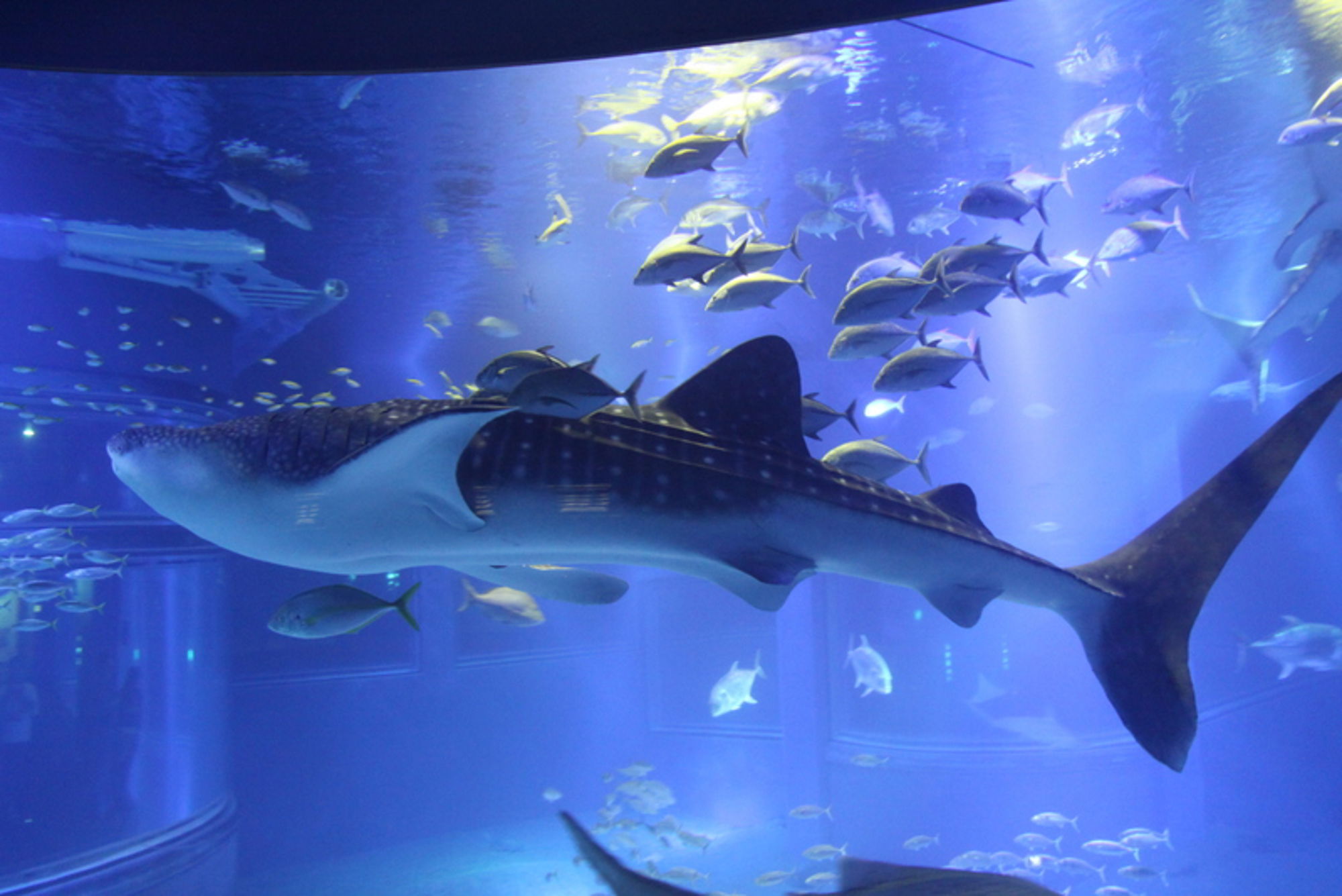 Aquarium haaien, Osaka Aquarium haaien, Osaka
