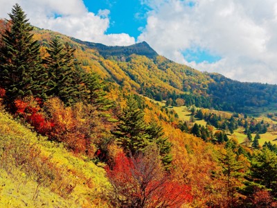 Herfstkleuren in de bergen van Japan langs de Route Japan, met dennenbossen en groene valleien onder een blauwe lucht.