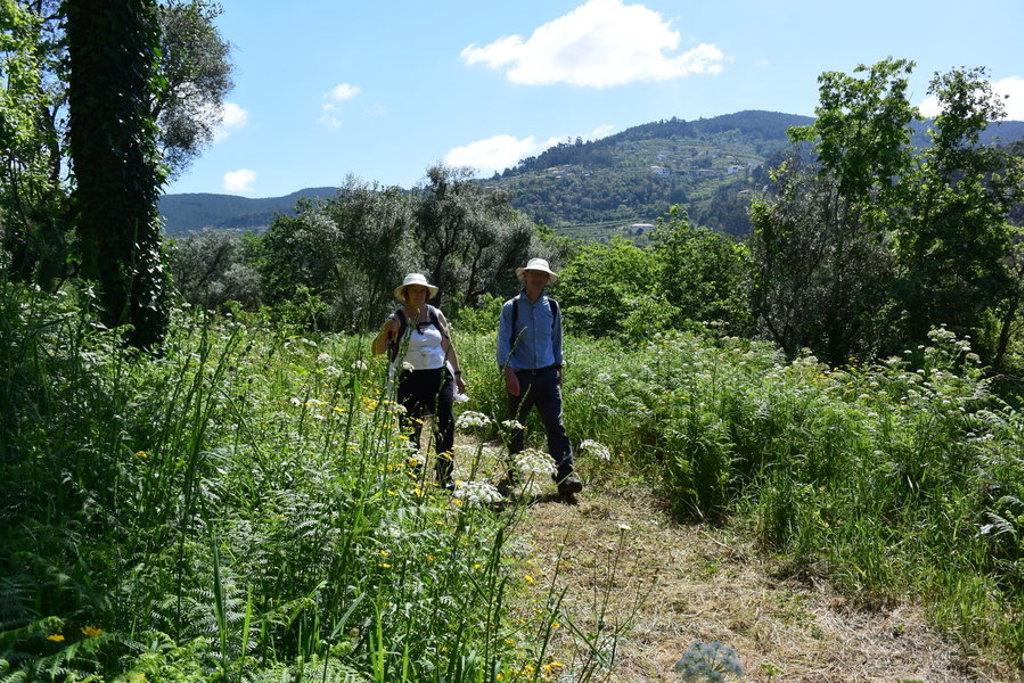 Wandelaars op een groen bospad in de Douro Vallei, Portugal, tijdens een wandelvakantie.