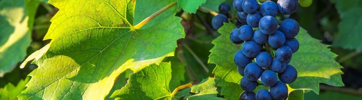 Druiventros aan de wijnrank in Moldavië, tussen groene bladeren.