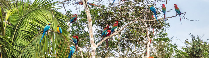 Kleurrijke ara’s in de boomtoppen, een unieke vogelspotting tijdens een rondreis.