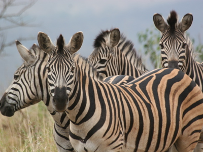 Groep zebra’s in de savanne tijdens de route Johannesburg - Kaapstad, 24 dagen.
