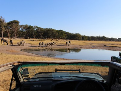 Olifanten bij een waterpoel tijdens safari in Zimbabwe, gezien vanuit een open jeep.
