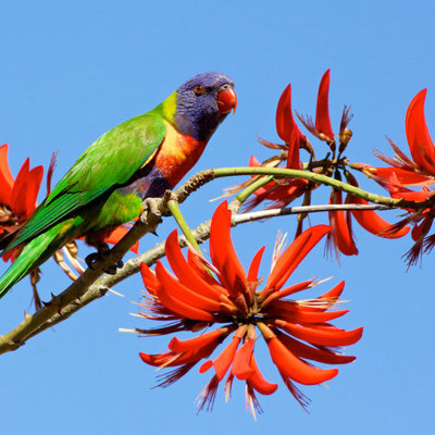 Kleurrijke lori op een tak met rode bloemen tijdens een groepsrondreis door Australië.