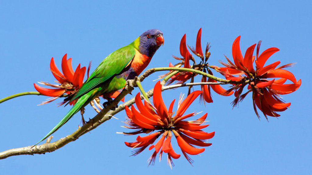 Kleurrijke lori op een tak met rode bloemen tijdens een groepsrondreis door Australië.