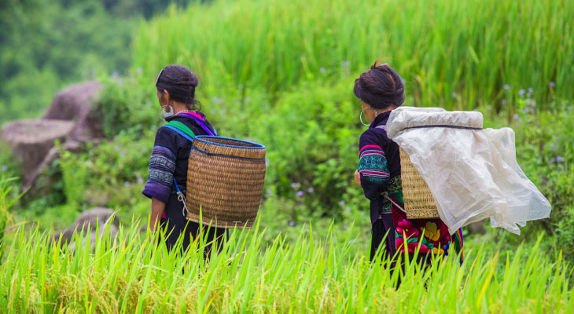 Lokale bevolking Sapa Twee vrouwen met rieten manden lopen door groene rijstterrassen in Vietnam.