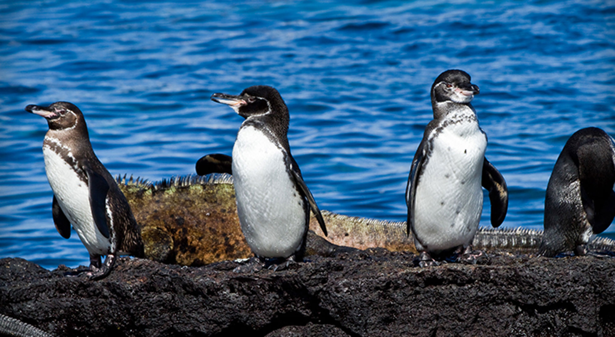 pinguins op de galapagos Galápagospinguïns op een lavakust aan zee.