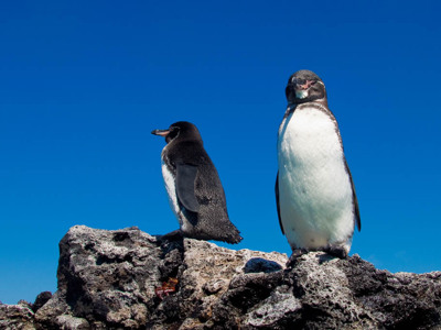 Galapagospinguïns op vulkanische rotsen aan de kust van de Galapagoseilanden.