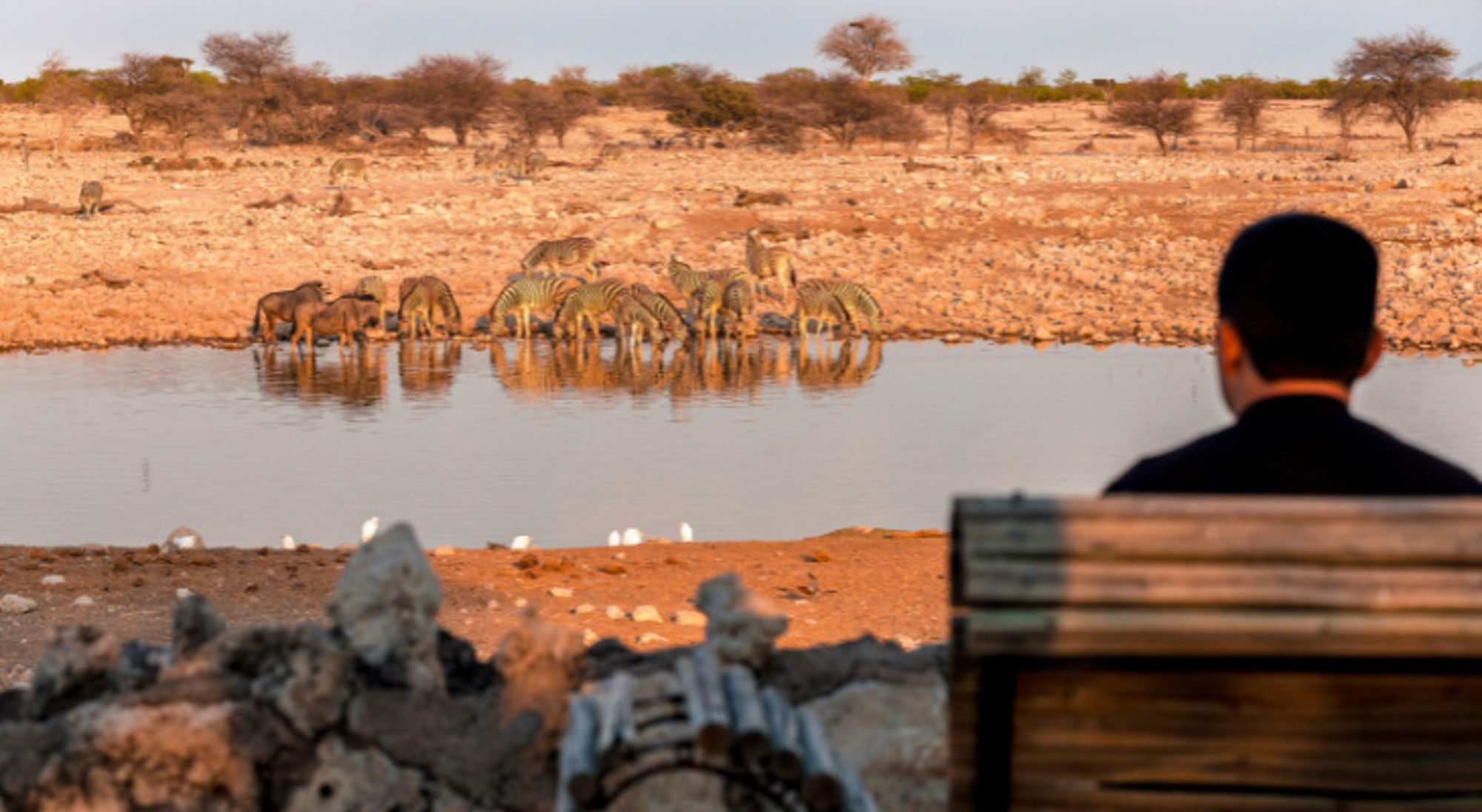 Man kijkt uit over waterpoel met drinkende zebra’s en antilopen in Namibië.