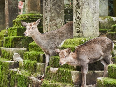 Twee herten tussen met mos bedekte stenen en grafmonumenten in Nara, Japan.