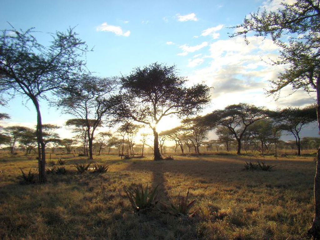 Zonsondergang boven de savanne met acaciabomen tijdens een groepsrondreis Kenia, Tanzania en Zanzibar.