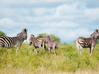 Zebra’s op de savanne tijdens de route Kaapstad - Johannesburg in Zuid-Afrika.