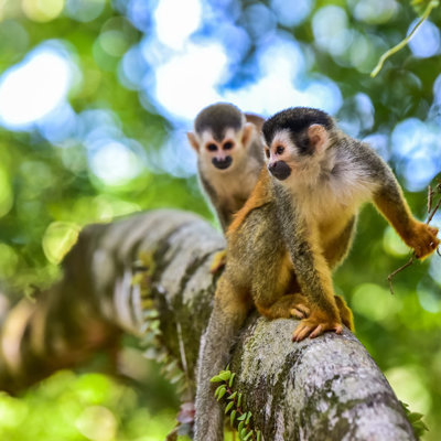 Doodshoofdaapjes in de jungle van Costa Rica tijdens de groepsrondreis Costa Rica Hoogtepunten.