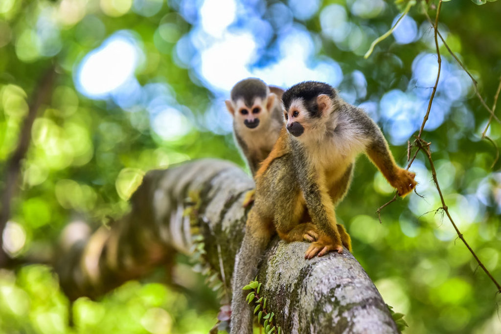 Doodshoofdaapjes in de jungle van Costa Rica tijdens de groepsrondreis Costa Rica Hoogtepunten.