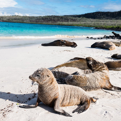 Zeeleeuwen rusten op wit zandstrand bij turquoise zee op de Galapagos, Ecuador.