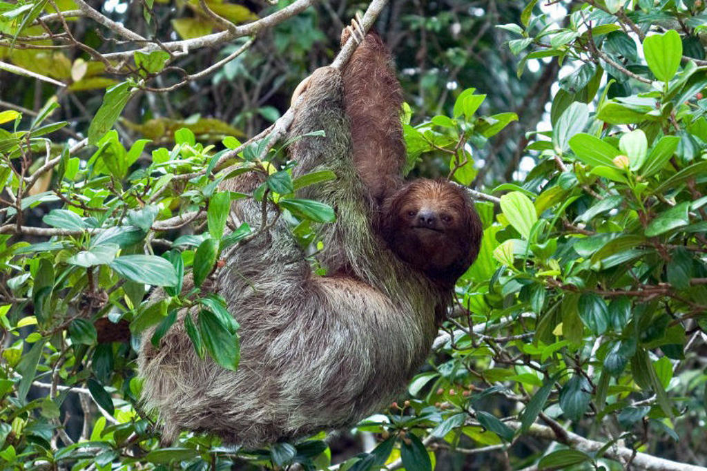Luiaard in de jungle langs de Pan-American Highway tijdens groepsrondreis Trans-Midden-Amerika.
