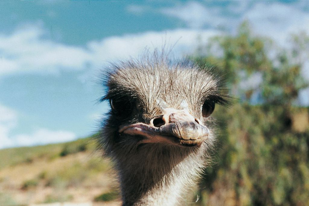 Close-up van een struisvogel in Zuid-Afrika tijdens een familiereis naar Zuid-Afrika en eSwatini.