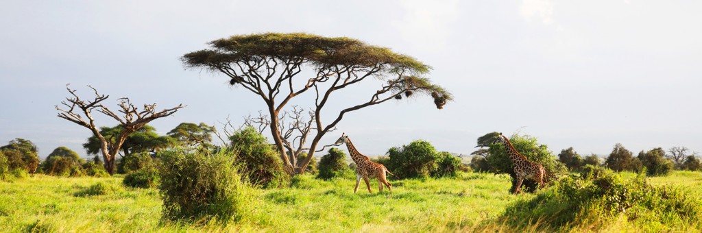 Giraffen op de savanne tussen acaciabomen tijdens groepsrondreis Kenia en Tanzania Totaal.