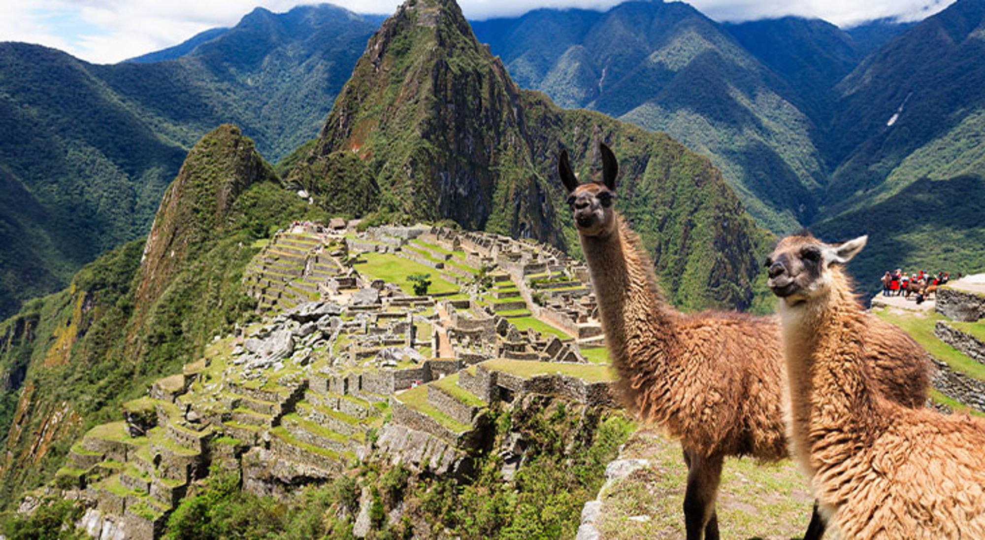 Machu Picchu Lama’s met op de achtergrond Machu Picchu en de Andes in Peru.