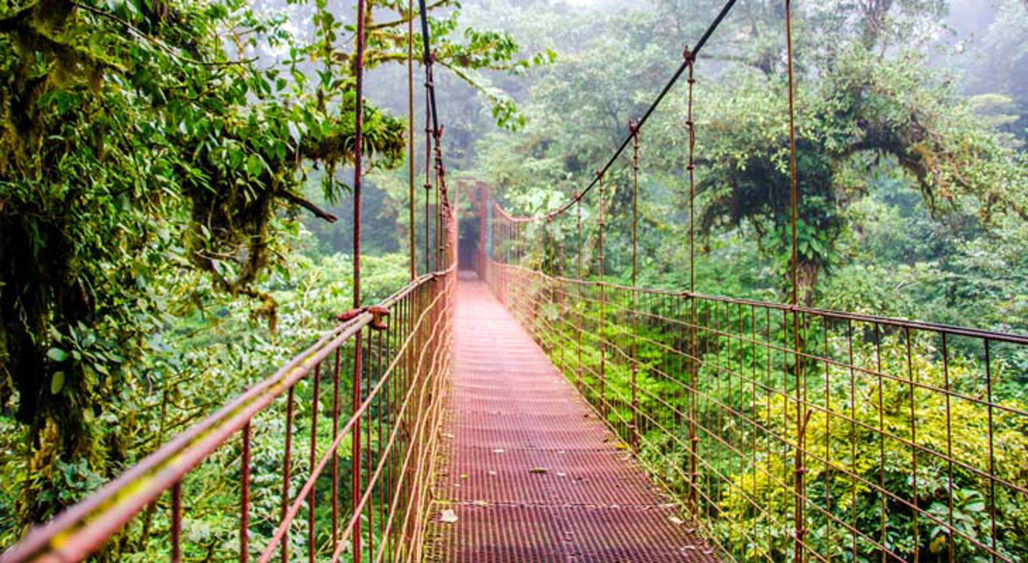 Brug Monteverde Cloud Forest Groene regenwoudkruinen gezien vanaf een hangbrug in Costa Rica.